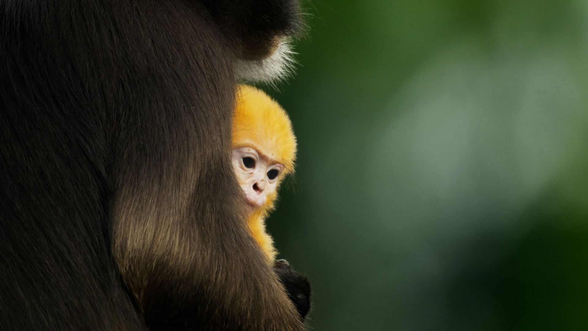 Underdogs introduces to lesser-known misfits of the wild to the audience (Image via National Geographic)